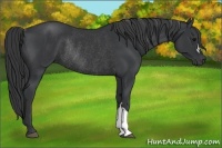 Horse Color:Black Rabicano 