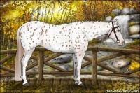 Horse Color:Chestnut Blanket and Chestnut Near Leopard