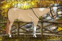 Horse Color:Red Dun Tobiano Rabicano  and Red Dun Tobiano Rabicano 