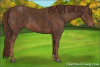 Horse Color:Liver Chestnut and Chestnut