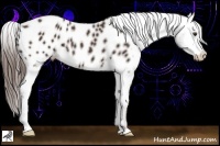 Horse Color:Liver Chestnut Appaloosa