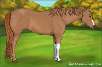 Horse Color:Unknown 