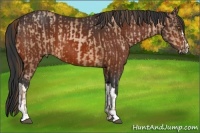 Horse Color:Bay Pearl and Bay