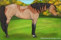 Horse Color:Bay Roan  and Bay Roan 