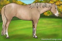 Horse Color:Liver Chestnut Pearl  and Liver Chestnut Pearl Splash 
