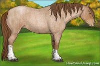 Horse Color:Bay Roan Pearl  and Bay Roan Pearl 