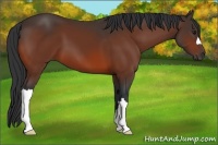 Horse Color:Bay 