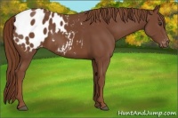 Horse Color:Chestnut Appaloosa 