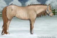 Horse Color:Liver Chestnut Pearl  and Liver Chestnut Pearl Rabicano 