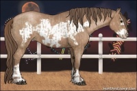 Horse Color:Black Pearl  and Black Pearl Frame 