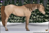 Horse Color:Bay Pearl  and Bay Pearl 