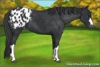 Horse Color:Black Appaloosa