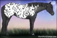 Horse Color:Black Appaloosa 