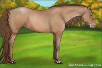 Horse Color:Bay Pearl and Bay Pearl Splash