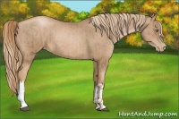 Horse Color:Liver Chestnut Pearl  and Liver Chestnut Pearl 