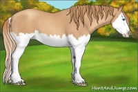 Horse Color:Gold Champagne Splash