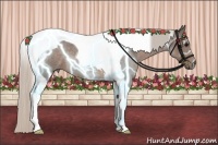 Horse Color:Silver Blue Roan Tobiano 