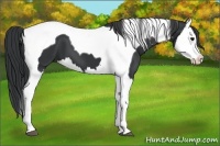 Horse Color:Black Splash Tobiano