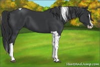 Horse Color:Black Splash Tobiano