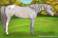 Horse Color:Brown Appaloosa