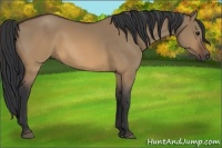 Horse Color:Brown Dun