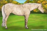 Horse Color:Silver Bay Pearl  and Silver Amber Champagne Pearl 
