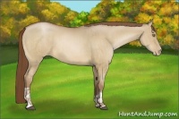 Horse Color:Bay Pearl Dun  and Bay Pearl Dun 