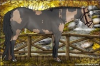 Horse Color:Black Pearl  and Black 