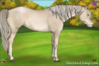 Horse Color:White Spotted Liver Chestnut Pearl  and Chocolate Palomino Pearl 