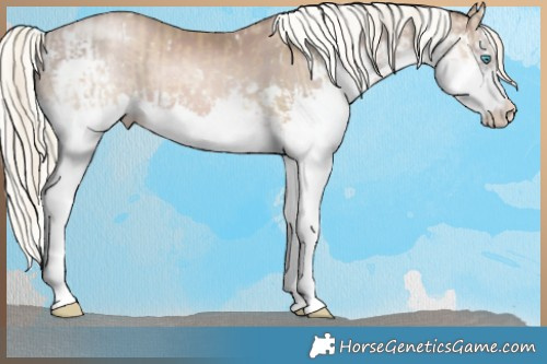Horse Color:White Spotted Chocolate Palomino Pearl Mushroom Splash Tobiano  and White Spotted Liver Chestnut Pearl Mushroom Splash Tobiano 