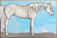 Horse Color:White Spotted Chocolate Palomino Pearl Splash Tobiano  and White Spotted Liver Chestnut Pearl Splash Tobiano 