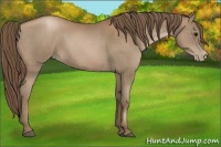 Horse Color:Black Pearl and Black Pearl