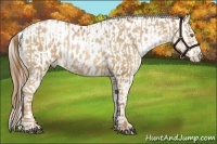 Horse Color:Liver Chestnut Pearl and Liver Chestnut Pearl Appaloosa