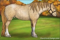 Horse Color:Liver Chestnut Pearl  and Gold Champagne Pearl 