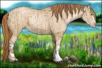 Horse Color:Bay Pearl  and Buckskin Pearl 
