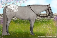 Horse Color:Grullo Appaloosa