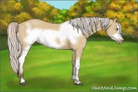 Horse Color:Silver Bay Dun Sabino Tobiano Frame Rabicano 