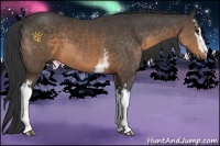 Horse Color:White Spotted Buckskin Sabino 