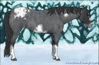 Horse Color:Blue Roan Sabino Splash Frame Appaloosa 