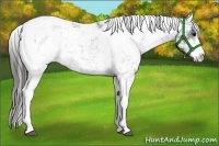 Horse Color:Black Sabino Appaloosa 