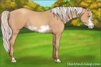 Horse Color:Silver Amber Champagne Sabino Frame 