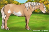 Horse Color:Silver Amber Champagne Sabino Frame