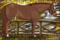 Horse Color:Chestnut Sabino