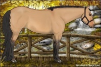 Horse Color:Bay Dun Sabino 