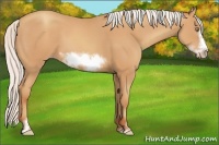 Horse Color:Silver Amber Champagne Sabino Frame 