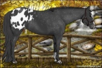 Horse Color:Black Sabino Blanket Rabicano 