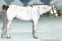 Horse Color:Black Sabino Appaloosa Rabicano 