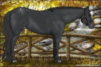 Horse Color:Black Sabino Varnish Rabicano