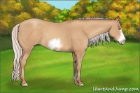 Horse Color:Silver Amber Champagne Sabino Frame 