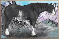 Horse Color:Black Sabino 